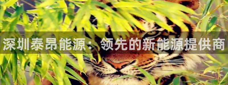 sunbet官网手机版登录